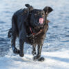 Southland Dog Park