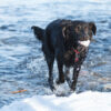 Southland Dog Park