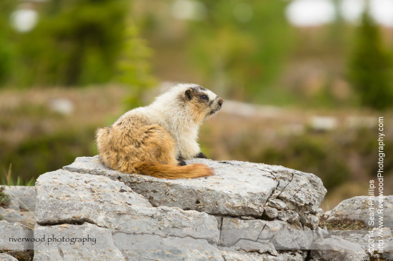 Hoary Marmot near Lake O'Hara in Yoho National Park