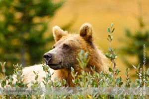 Grizzly Bear in Banff National Park
