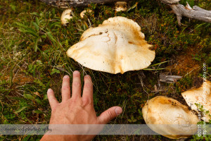 Mushroom on the Nigel Creek Trail