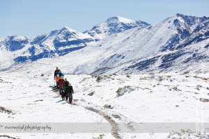 Wilcox Pass Hike
