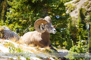 Wilcox Pass Hike