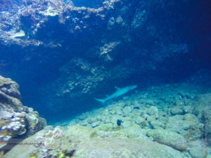 Scuba Diving the 5 Caves with Scuba Shack