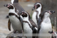 Penguins at the Calgary Zoo