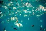 thumb-sk-fish1.jpg 4.5K