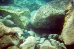 thumb-sk-fish2.jpg 5.1K