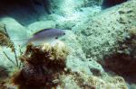 thumb-sk-fish3.jpg 5.2K