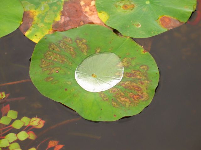This image has been resized
