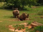 140_4020 * Rino's in the Mud
(North Carolina Zoo) * 2272 x 1704 * (2.45MB)
