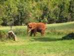 140_4024 * African Elephant
(North Carolina Zoo) * 2272 x 1704 * (2.89MB)