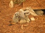 140_4035 * Dinner Time
(North Carolina Zoo) * 2272 x 1704 * (2.46MB)