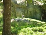 140_4039 * Gorilla's
(North Carolina Zoo) * 2272 x 1704 * (2.62MB)