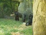 140_4040 * Gorilla's
(North Carolina Zoo) * 2272 x 1704 * (2.3MB)