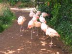 140_4042 * Flamingoes
(North Carolina Zoo) * 2272 x 1704 * (2.87MB)