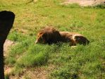 140_4052 * Hungry Lion
(North Carolina Zoo) * 2272 x 1704 * (3.29MB)