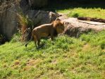 140_4053 * Angry Lion
(North Carolina Zoo) * 2272 x 1704 * (3.2MB)
