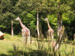 140_4057 * Giraffe's
(North Carolina Zoo) * 2272 x 1704 * (2.99MB)