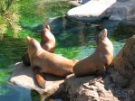 140_4059 * Sea Lion's in the Sun
(North Carolina Zoo) * 2272 x 1704 * (2.13MB)