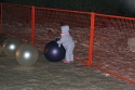 Playing with Balls\n(Zoolites at the Calgary Zoo)