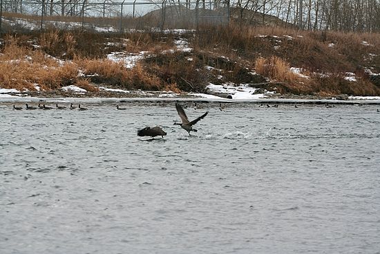 Geese at the Dog Park