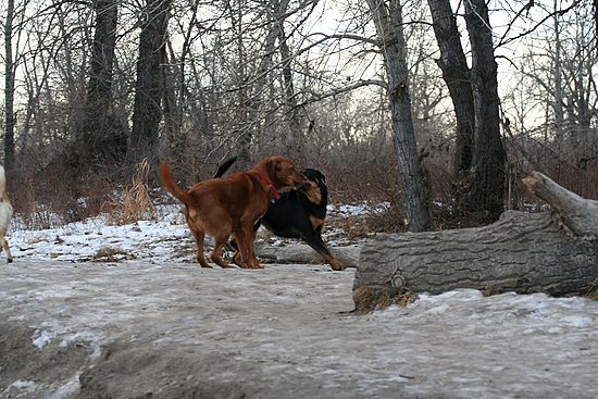 Geese at the Dog Park