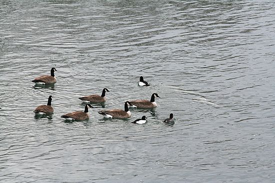 Geese at the Dog Park