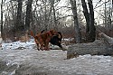 Geese at the Dog Park