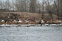 Geese at the Dog Park