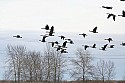 Geese at the Dog Park