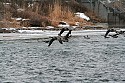 Geese at the Dog Park