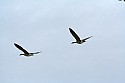 Geese at the Dog Park