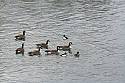 Geese at the Dog Park