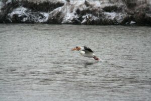 Pelican on the Bow River