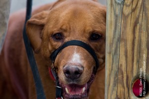 Simply Sunday: Handsome Pants