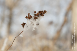 Frosty Grasses in Winter