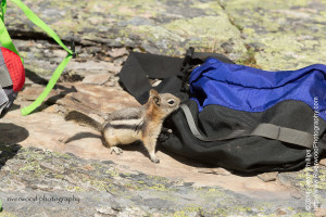 Golden-mantled Ground Squirrel at Lake Oesa