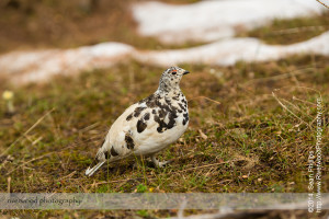 White-tailed Ptarmigan near Lake O'Hara in Yoho National Park