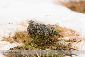 White-tailed Ptarmigan near Lake O'Hara in Yoho National Park