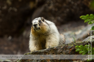 Hoary Marmot near Lake O'Hara in Yoho National Park