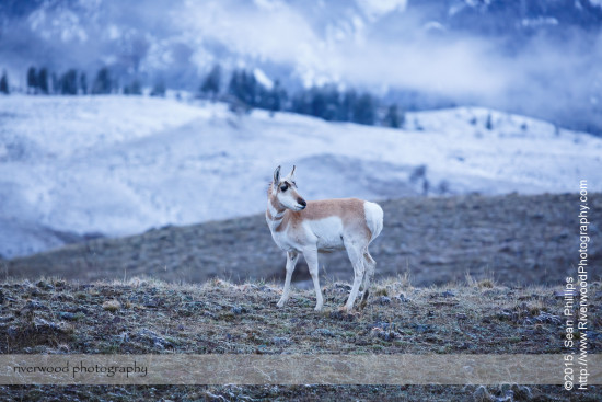 Pronghorn in Yellowstone National Park
