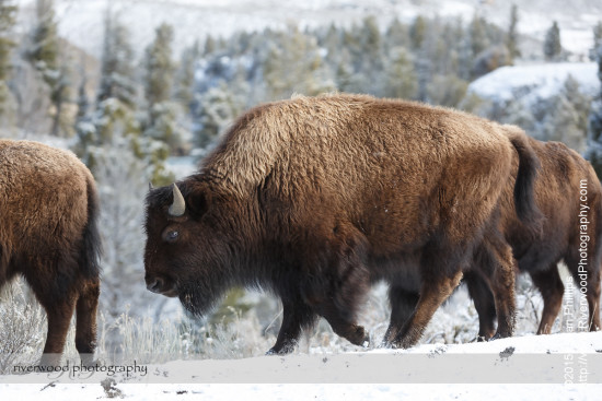 American Bison in Yellowstone National Park