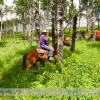 Trail Ride at Anchor D Ranch (21)