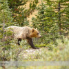 Grizzly Bear in Banff National Park