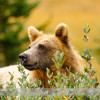 Grizzly Bear in Banff National Park
