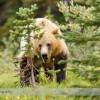 Grizzly Bear in Banff National Park