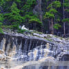 Mountain Goat high on a ridge above the Icefields Parway