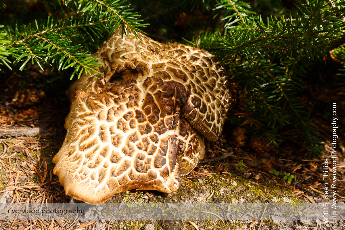 Sarcodon Imbricatus, Shingle Top Mushroom
