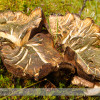Mushroom on the Nigel Creek Trail