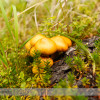 Mushroom on the Nigel Creek Trail